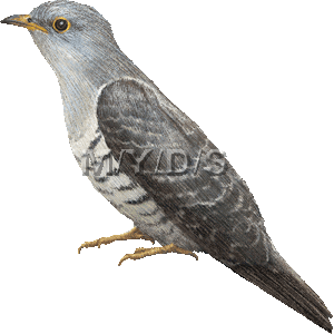 Lesser Cuckoo, Cuculus poliocephalus clipart graphics (Free clip art.