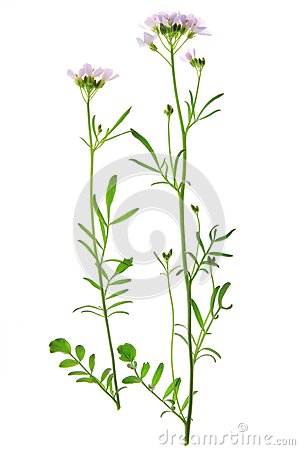 Cuckoo flower clipart 20 free Cliparts | Download images on Clipground 2023
