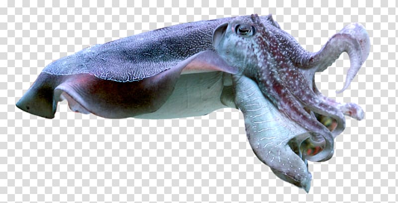 Squid Cuttlefish Octopus Lossless compression, others.