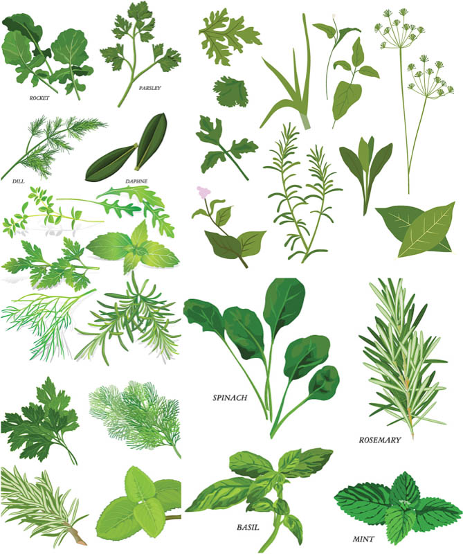 Herb Cooking Clipart.