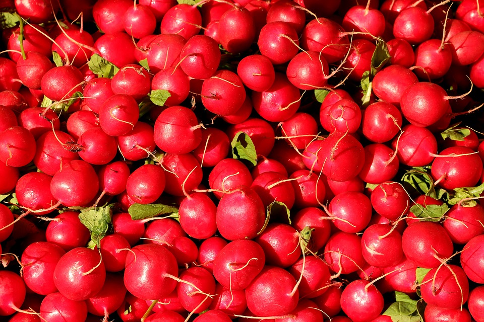 Free photo Turnip Cultivated Radish Garden Radish Radish.