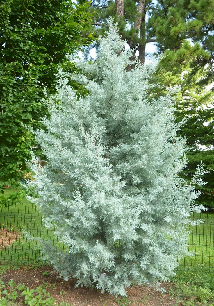 17 Best ideas about Cypress Plant on Pinterest.