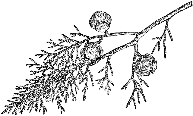 Branch of Cupressus Goveniana.