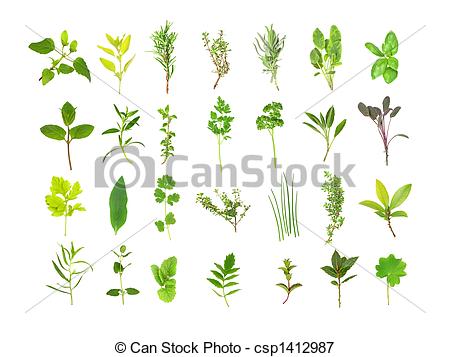 Herb Illustrations and Clip Art. 37,026 Herb royalty free.