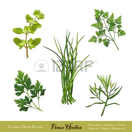 0 French Parsley Stock Vector Illustration And Royalty Free French.