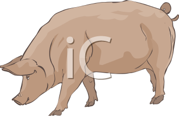 Royalty Free Clip Art Image: Pink Hog with a Curly Tail.