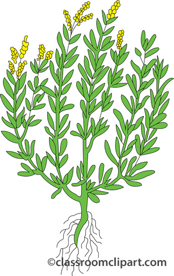 Herb Clipart.