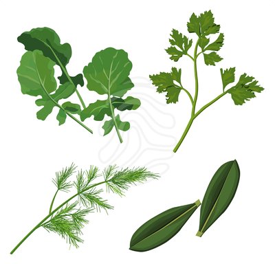 Clipart herbs.