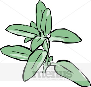Herb Clipart & Herbs Graphics.