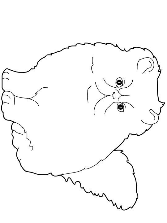 Download cute coloring pages of baby chubby cat clipart 20 free ...