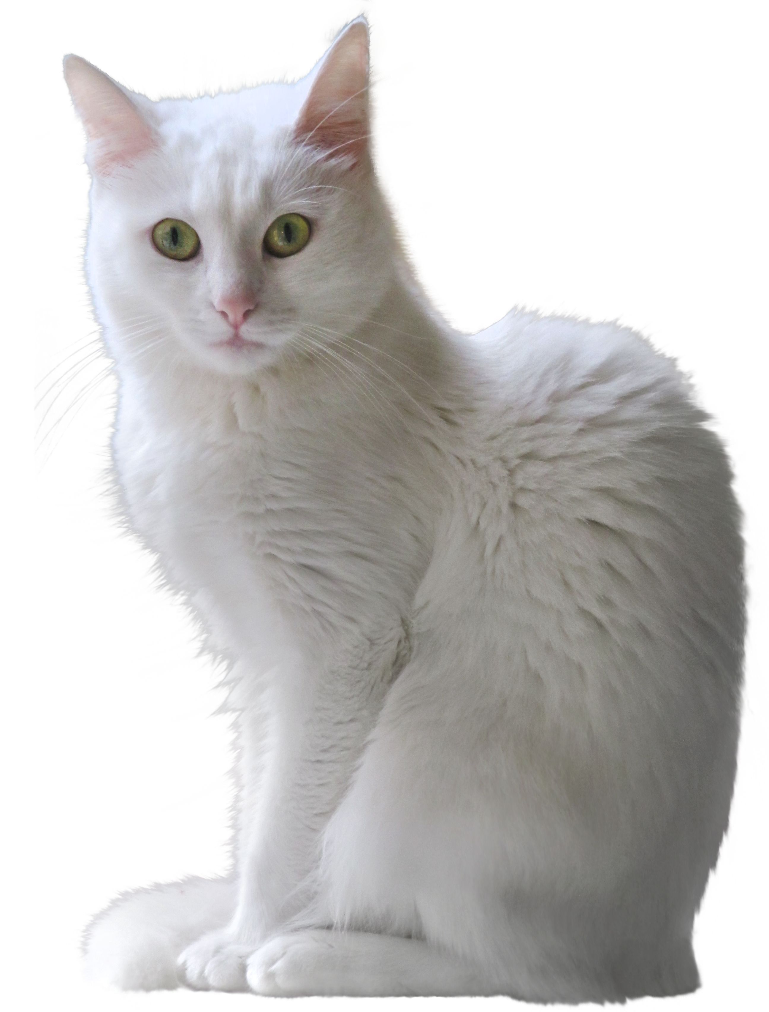 White Kitten Transparent PNG Clipart in kitten clipart transparent.