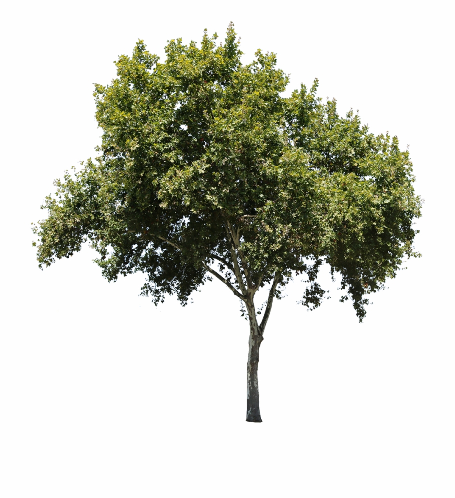cutout tree png 20 free Cliparts | Download images on Clipground 2021