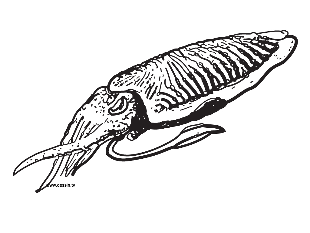 Cuttlefish Clipart.