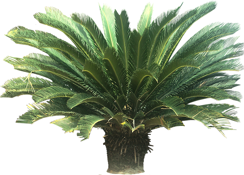 Tropical Plant Pictures: Cycads.