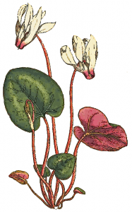 Cyclamen Persicum Clip Art Download.