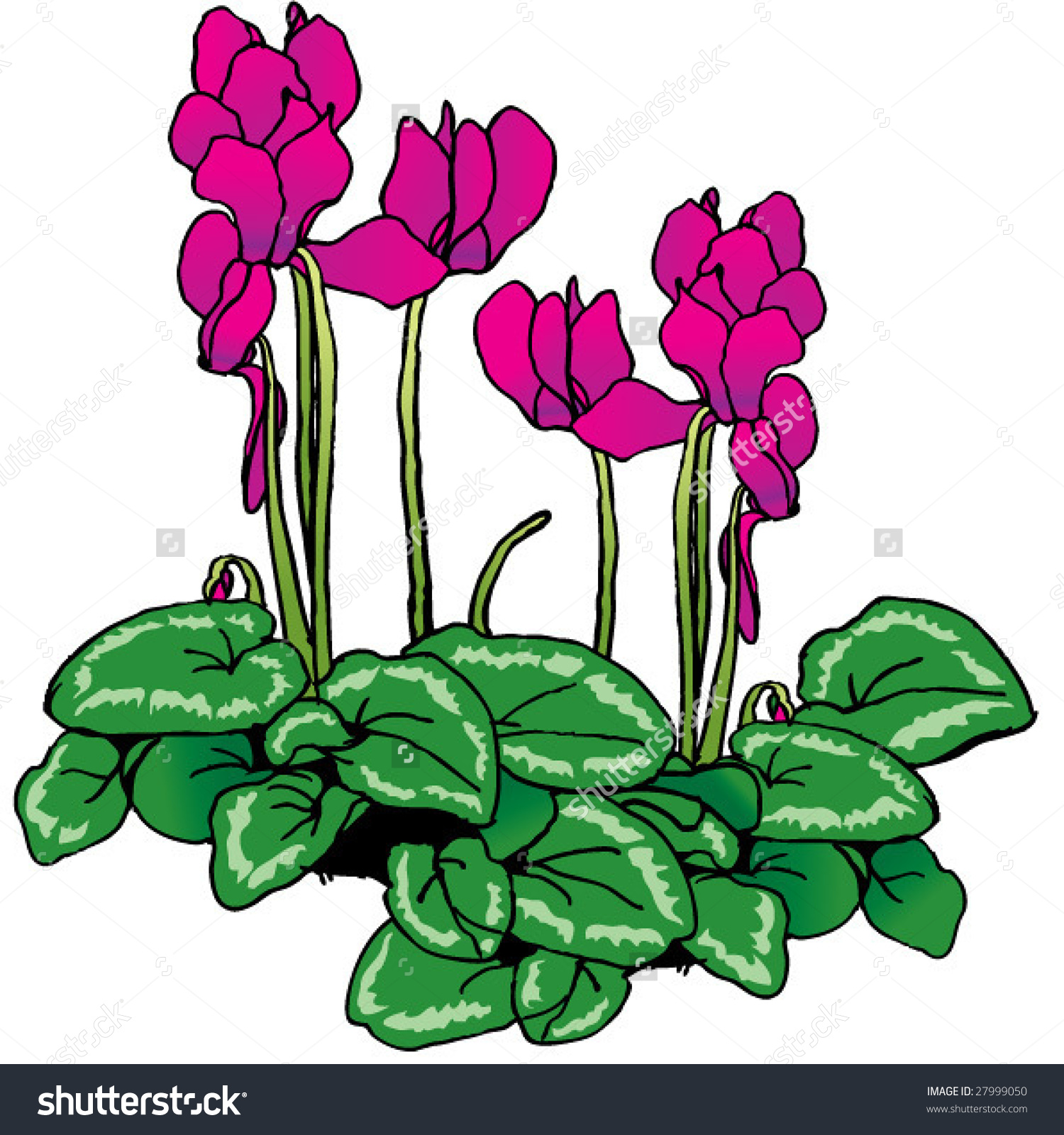 Cyclamen Stock Vector 27999050.