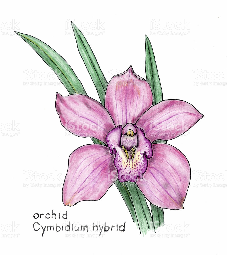 Cymbidium Orchid Clip Art, Vector Images & Illustrations.