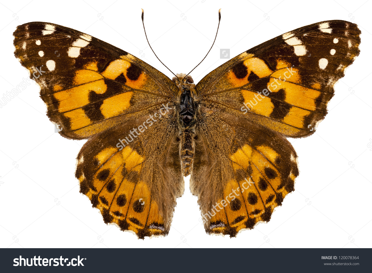 Butterfly Species Vanessa Cardui Painted Lady Stock Photo.