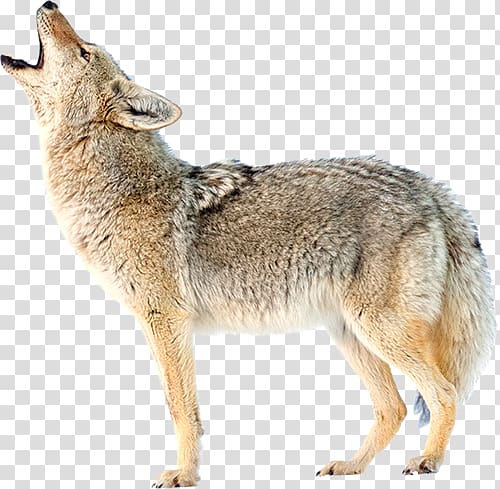 Jackal, coyote transparent background PNG clipart.
