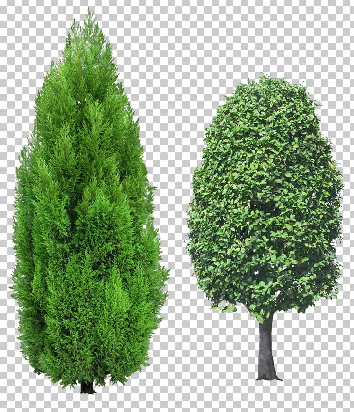 Mediterranean Cypress Tree Evergreen PNG, Clipart, Biome, Clip Art.