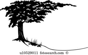 Cypress tree Clip Art and Illustration. 275 cypress tree clipart.