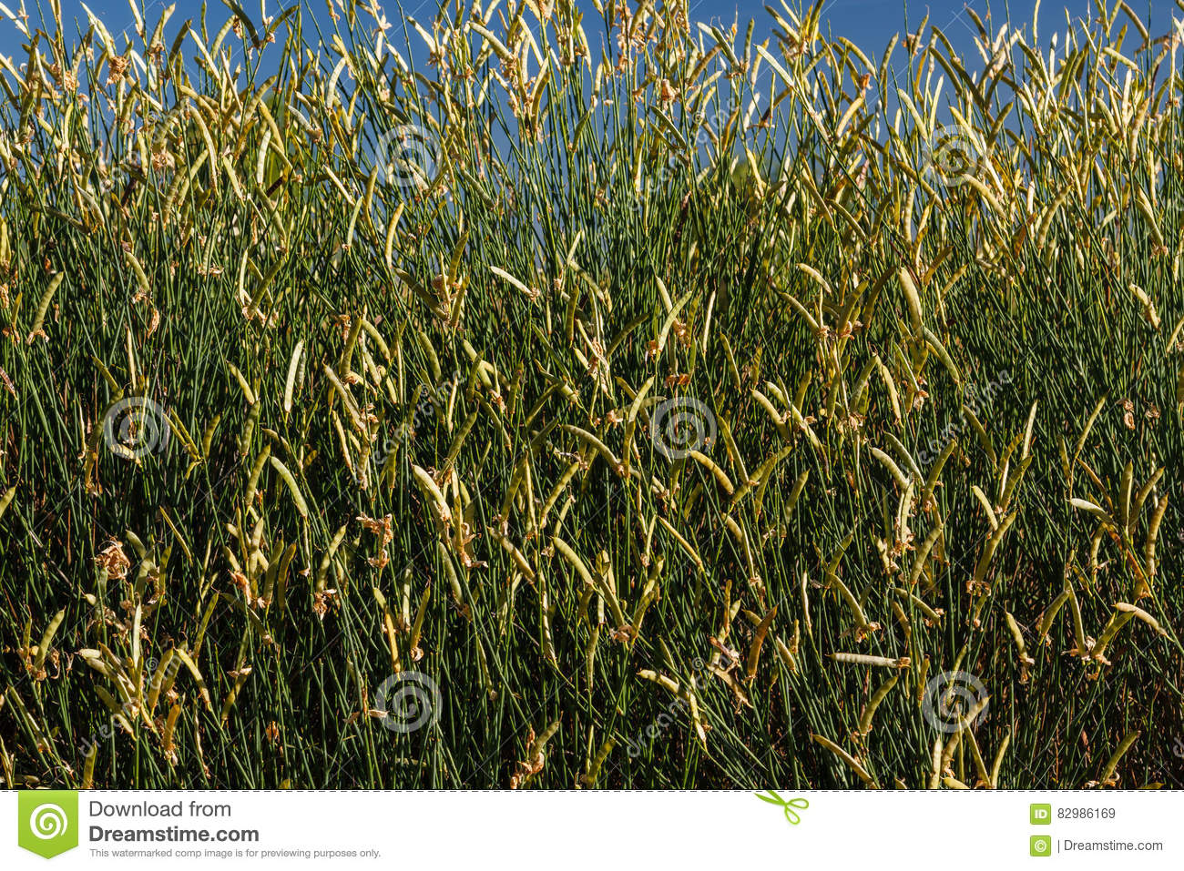 Shrub With Legumes Of Black Broom, Hiniesta. Cytisus Scoparius.