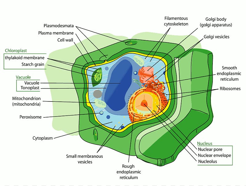 Plant cell Organelle Chloroplast, Cytoplasm transparent.