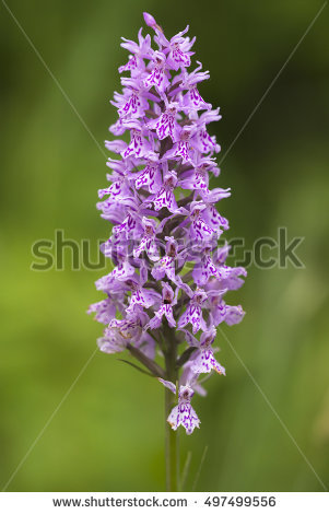 Dactylorhiza clipart 20 free Cliparts | Download images on Clipground 2024