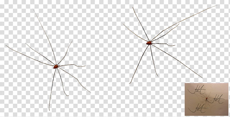 download daddy long legs cartoon