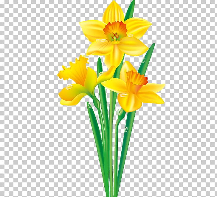 Daffodil Flower Drawing PNG, Clipart, Amaryllis Family, Border.