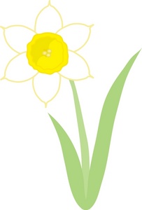 Daffodil clipart 20 free Cliparts | Download images on Clipground 2024