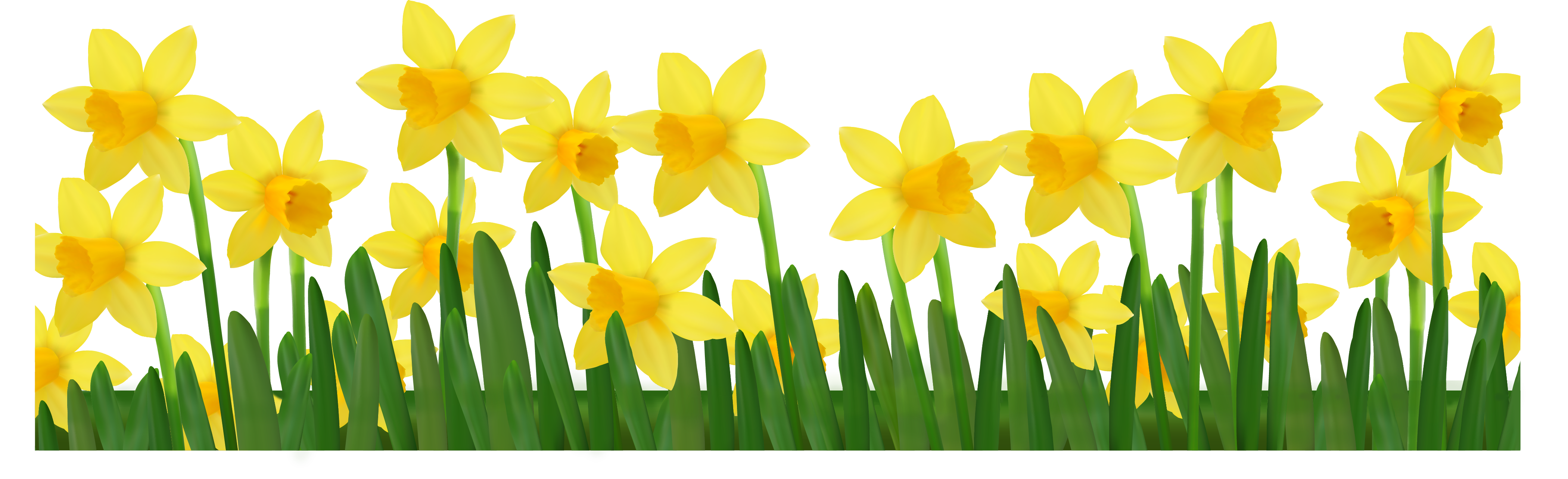 Daffodil Clipart.