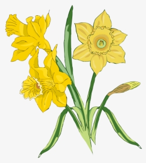Free Daffodill Clip Art with No Background.