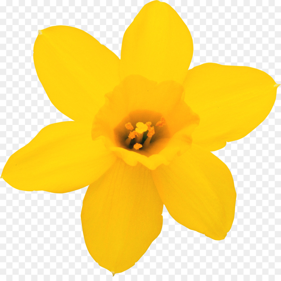 daffodil flower clipart 20 free Cliparts | Download images on ...