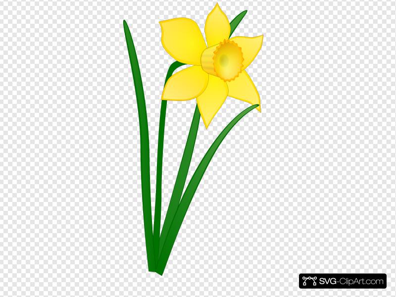 Daffodil Clip art, Icon and SVG.