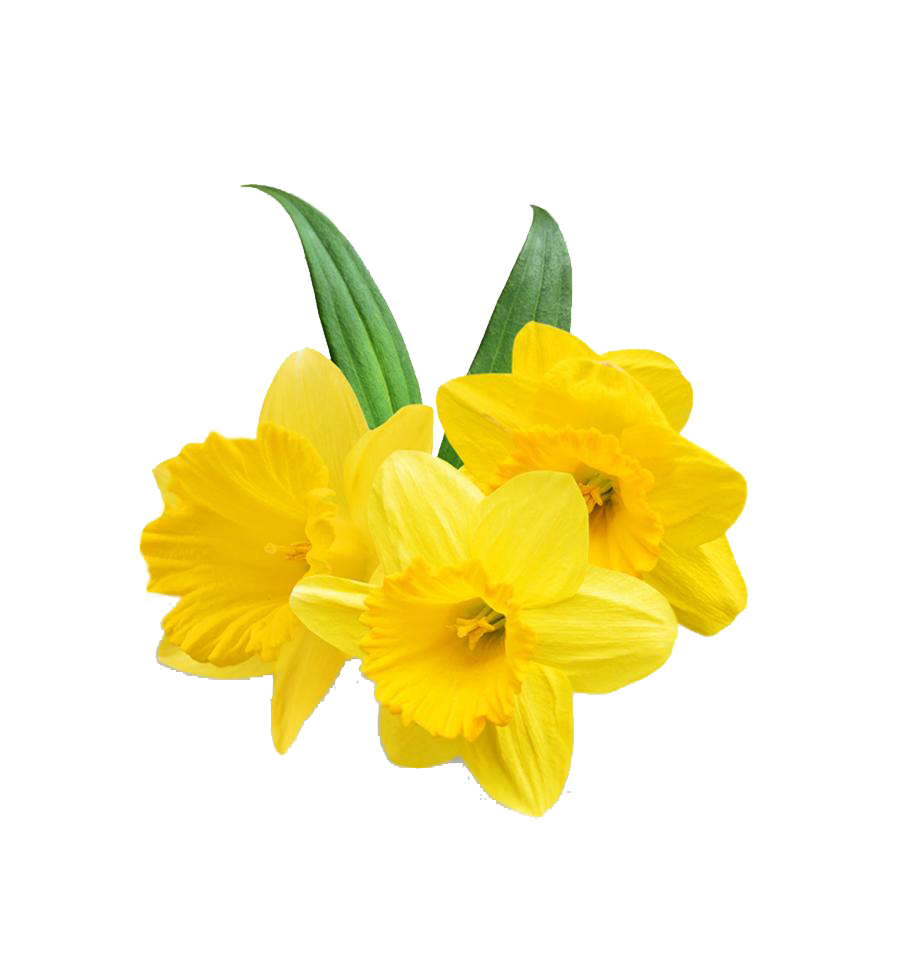 daffodil png 20 free Cliparts | Download images on Clipground 2024