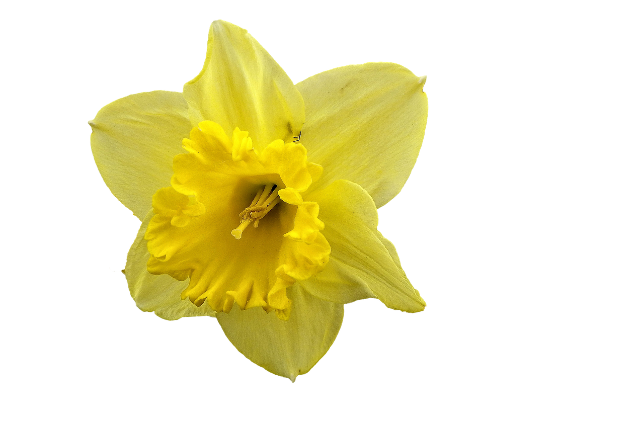 Narcissus Daffodil Yellow PNG.
