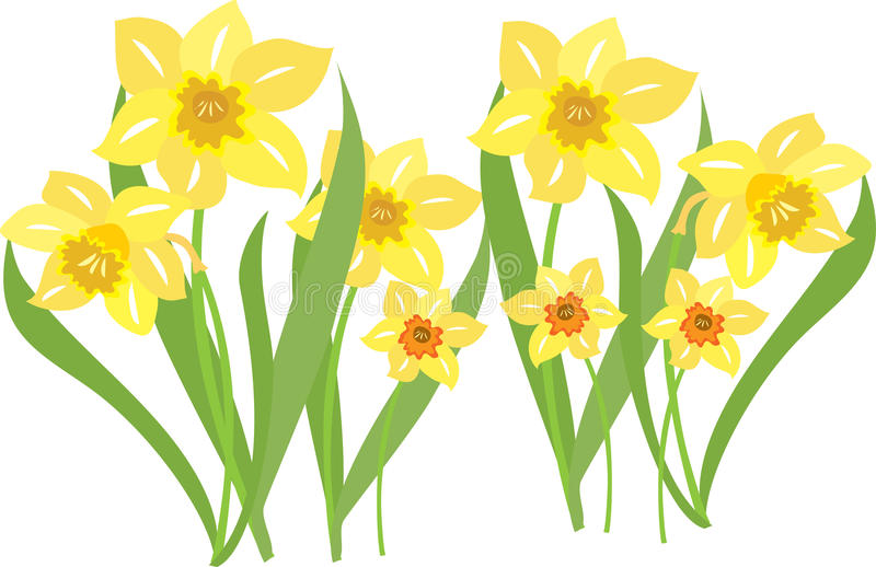 daffodils clip art 20 free Cliparts | Download images on Clipground 2024