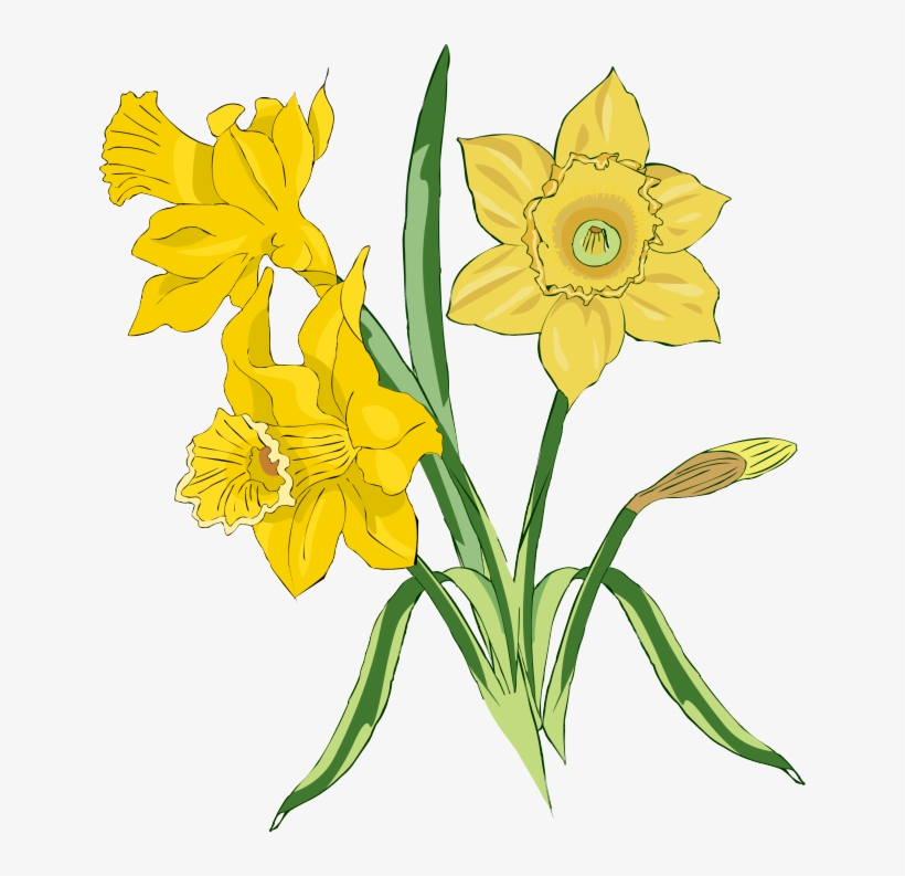 Image Free Download Daffodil Clipart Spring.