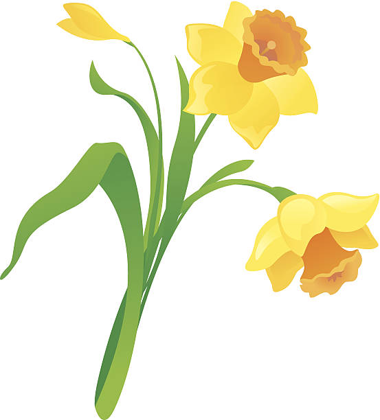Best Daffodil Illustrations, Royalty.