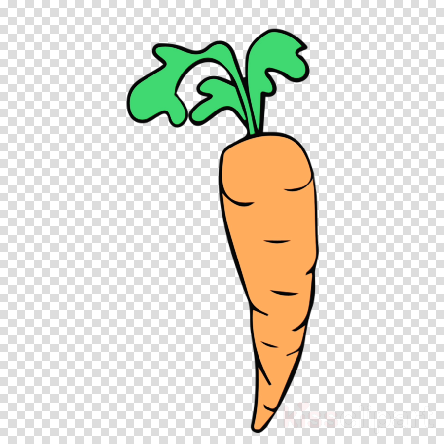 carrot root vegetable radish daikon vegetable clipart.