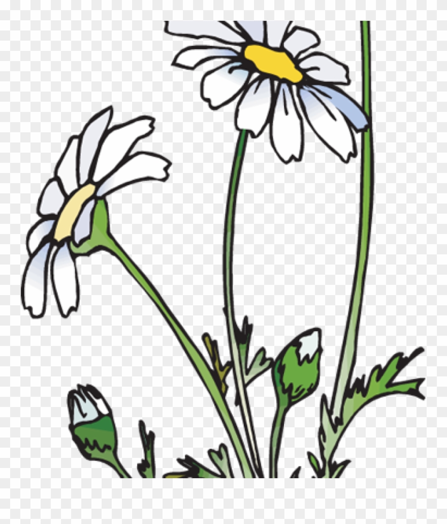 daisies clip art 20 free Cliparts | Download images on Clipground 2024