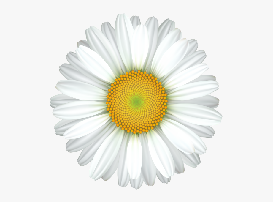 Daisy Flower Transparent Clip Art Image.