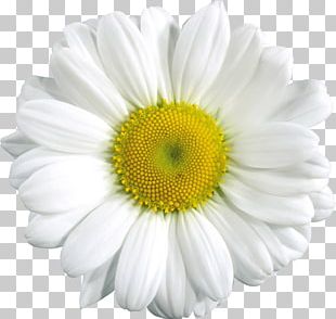 Daisy Clip Art PNG Images, Daisy Clip Art Clipart Free Download.