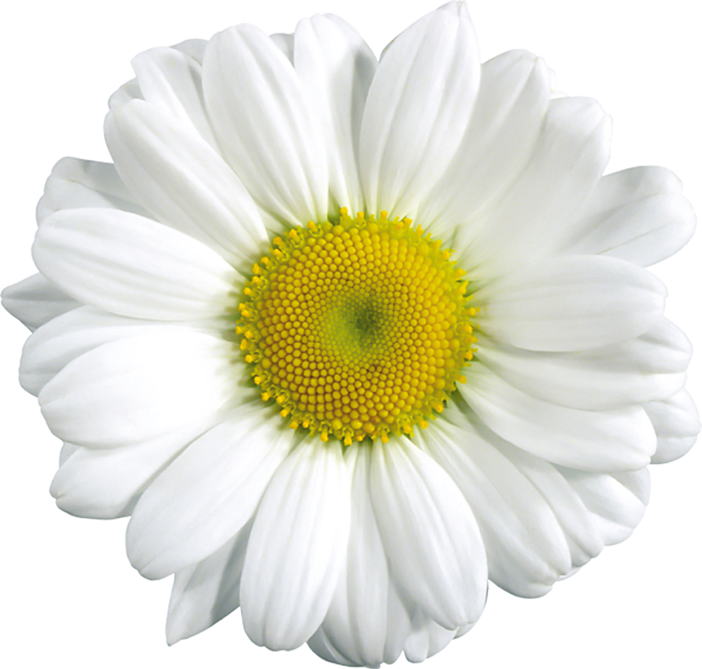 Large Transparent Daisy Clipart.