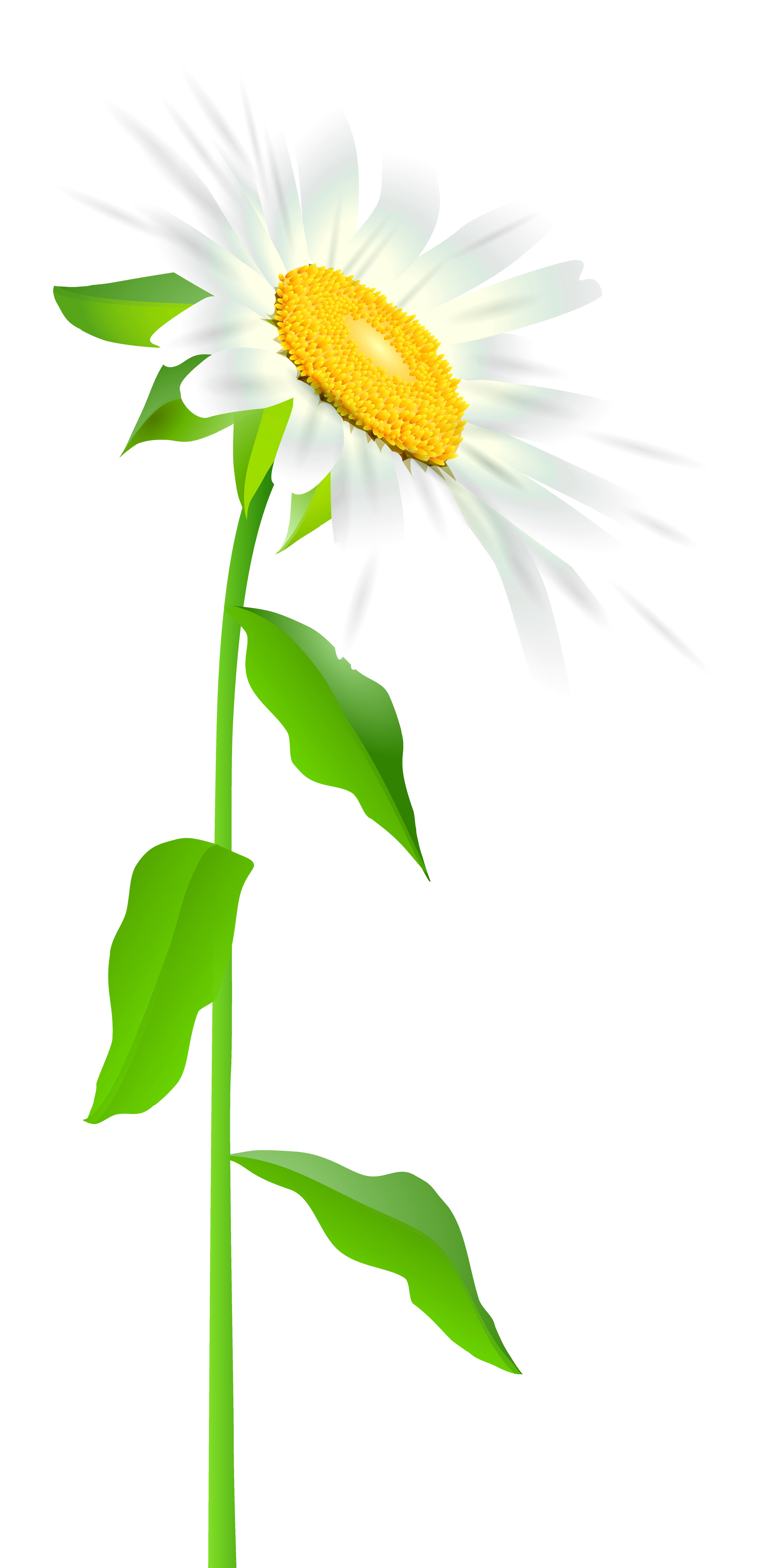 Daisy with Stem Transparent PNG Clip Art Image.