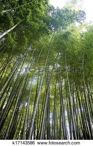 Stock Images of Beautiful bamboo forest in south korea Damyang.