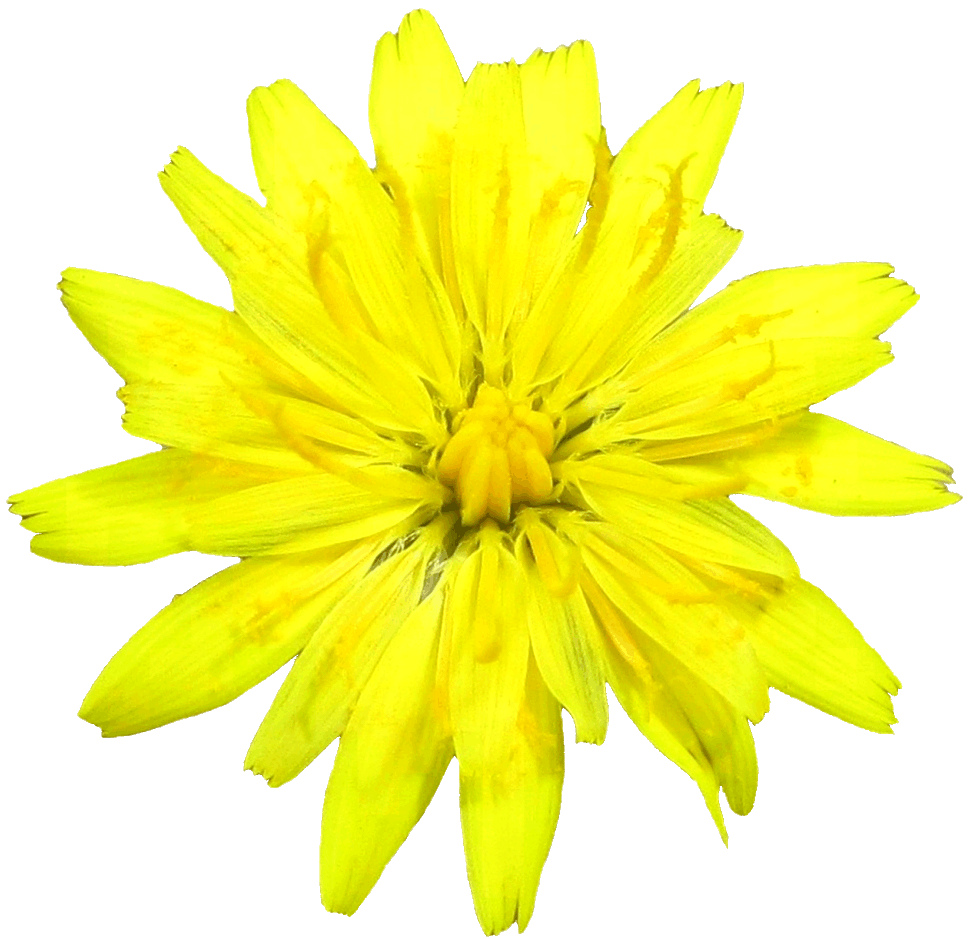 Dandelion Flower Clipart.