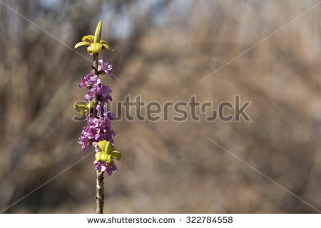 Daphne Mezereum Stock Photos, Royalty.