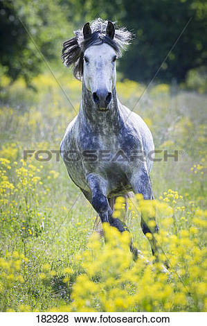Pictures of Pure Spanish Horse, Andalusian. Dapple gray stallion.